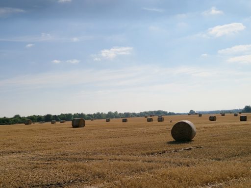 Hay bales on the local farm