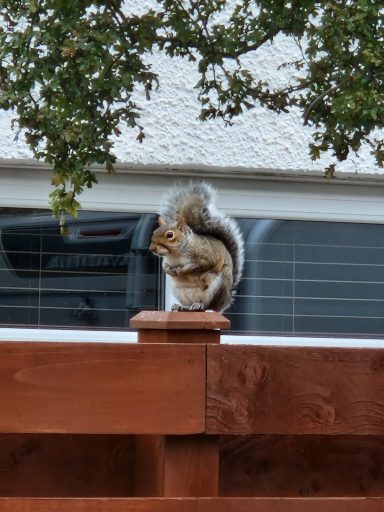 Grey Squirrel